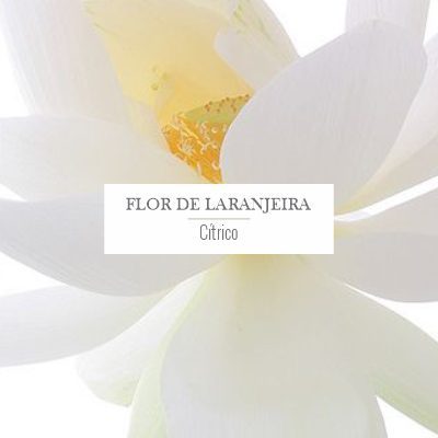 flor de laranjeira