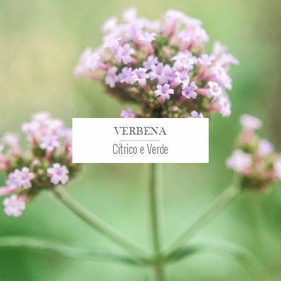 verbena